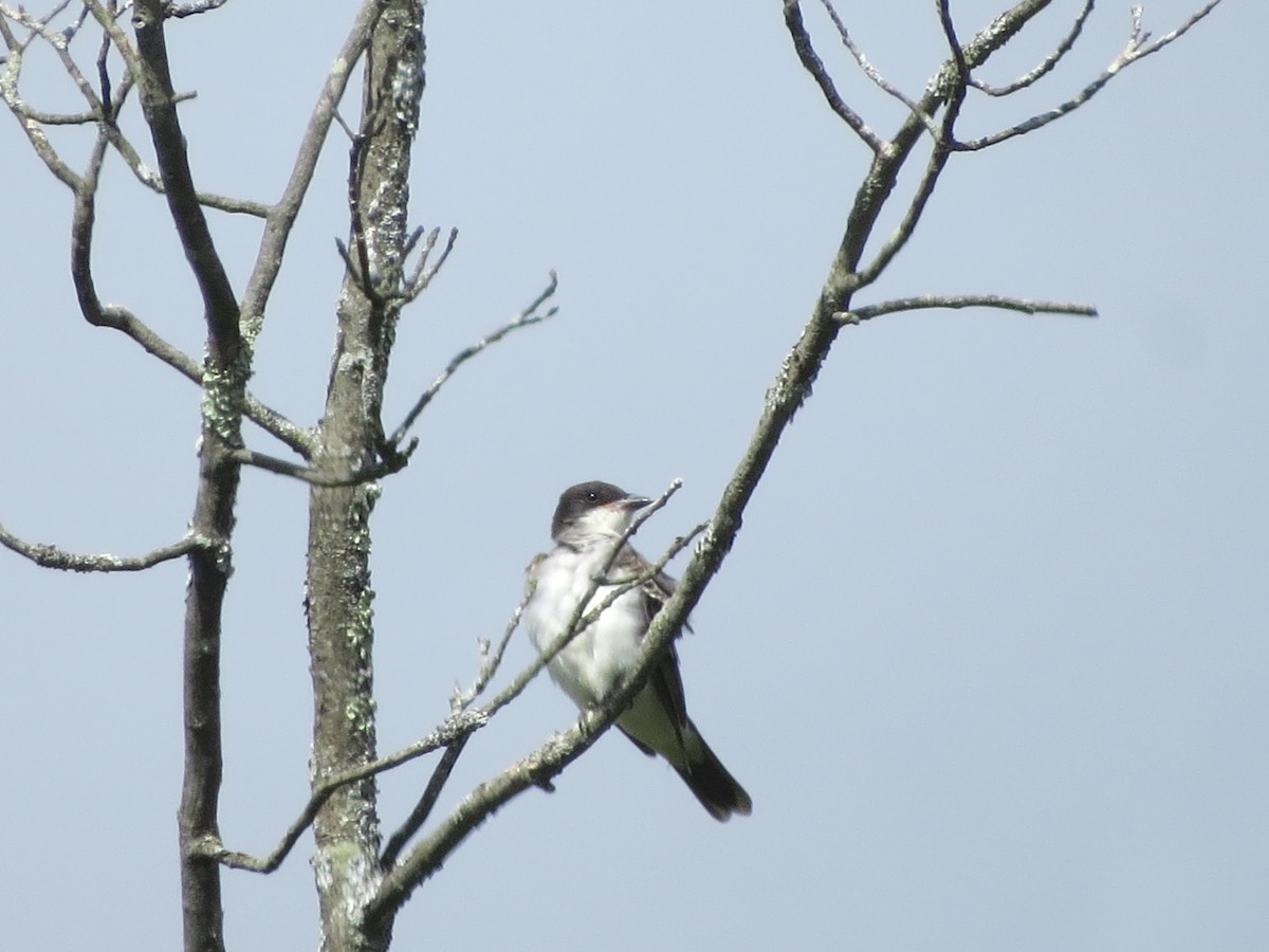 Eastern Kingbird - ML368032541