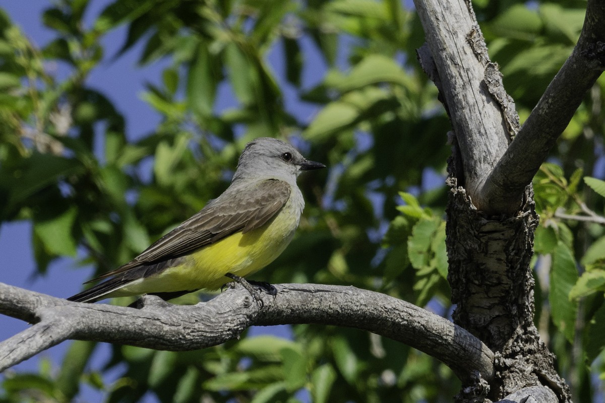 Western Kingbird - ML368036331