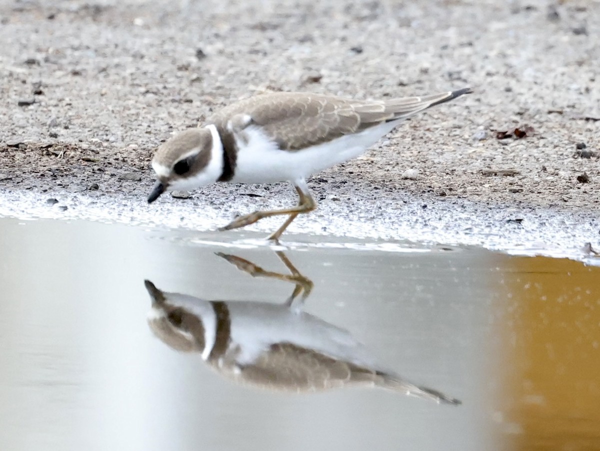 Semipalmated Plover - ML368038351