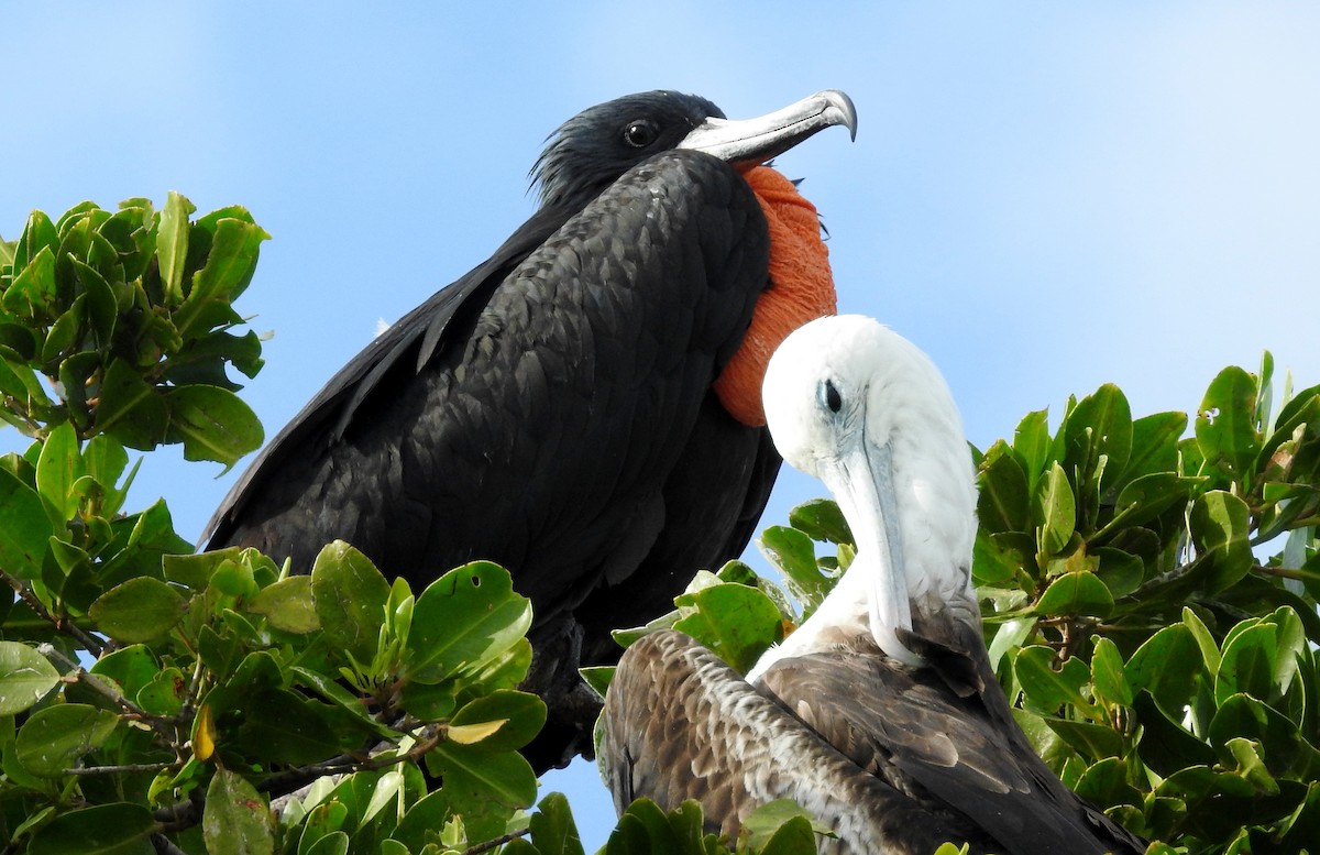 Magnificent Frigatebird - ML36804231