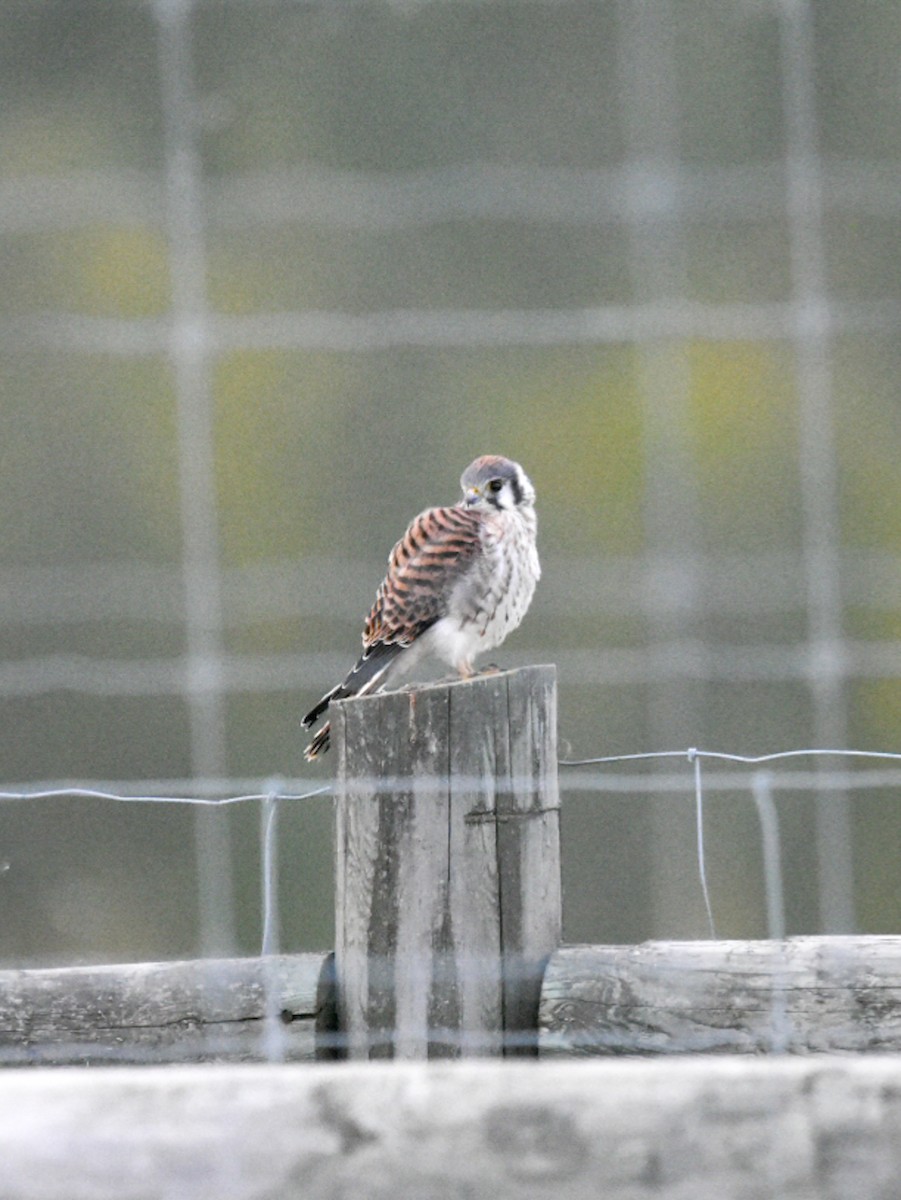 Buntfalke - ML368042941