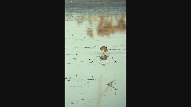 Long-billed Dowitcher - ML368044391