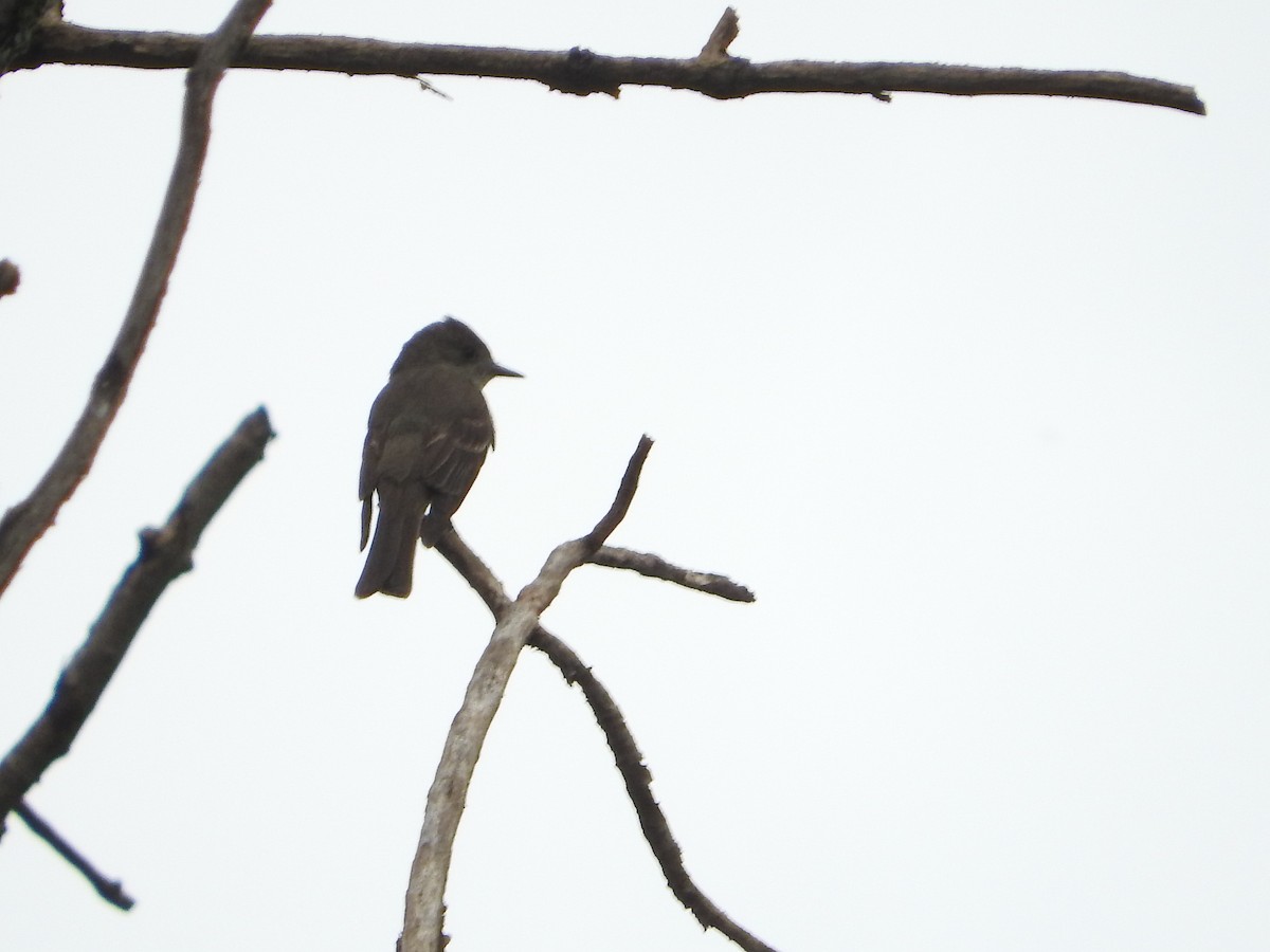 Greater Pewee - ML368046041
