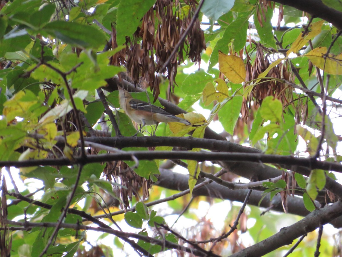 Bay-breasted Warbler - ML36804661