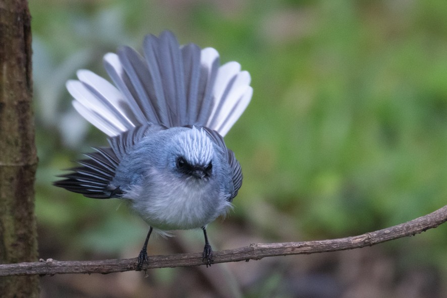 White-tailed Blue Flycatcher - ML368049421