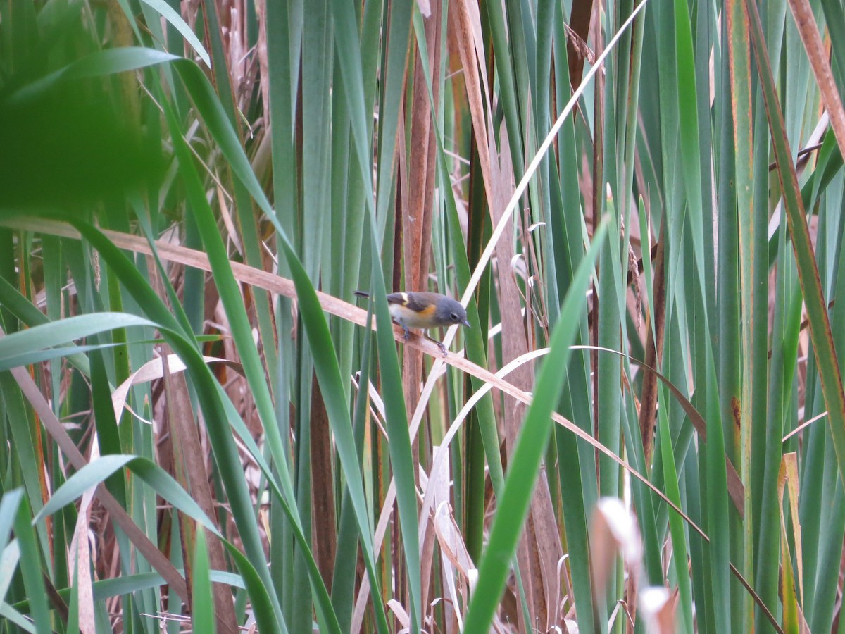 American Redstart - ML36804971