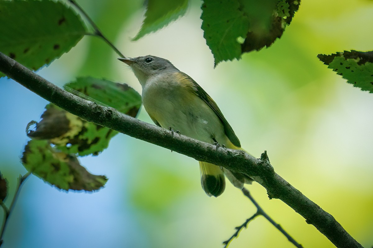 rødstjertparula - ML368050611