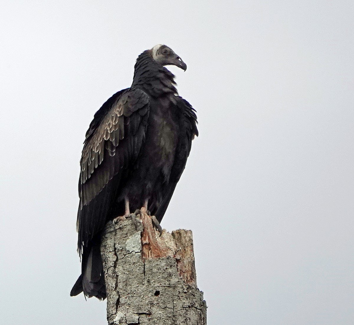 Turkey Vulture - ML368051651