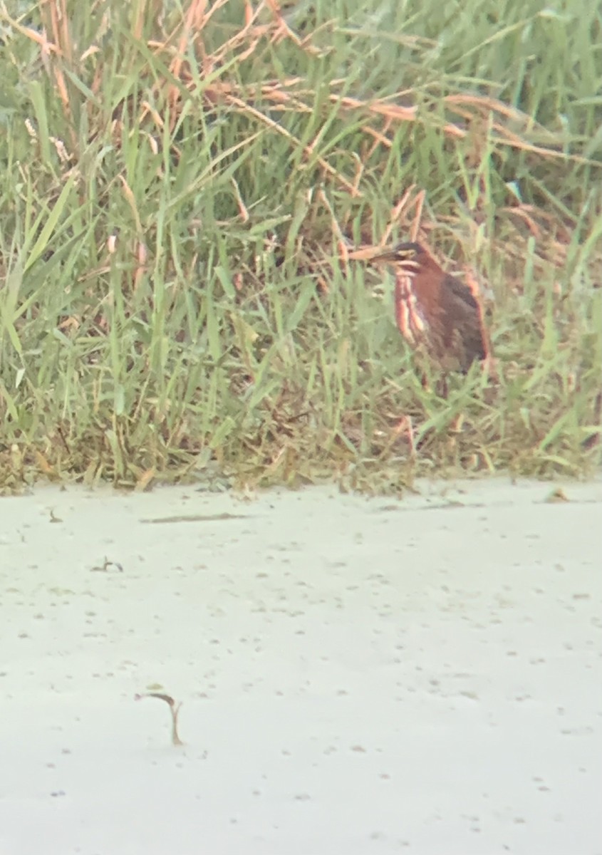 Green Heron - ML368051741