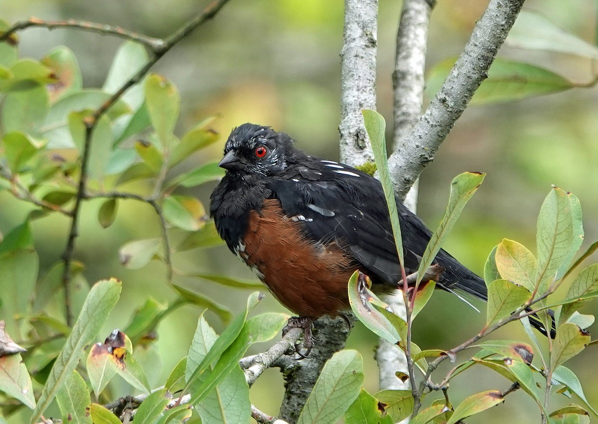 Spotted Towhee - Noreen Rudd