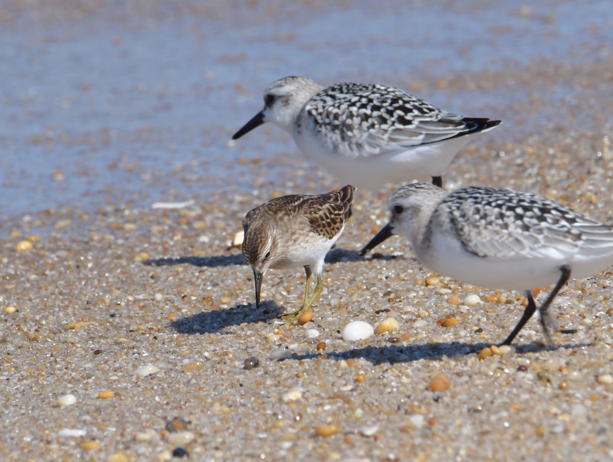 Least Sandpiper - ML368052471