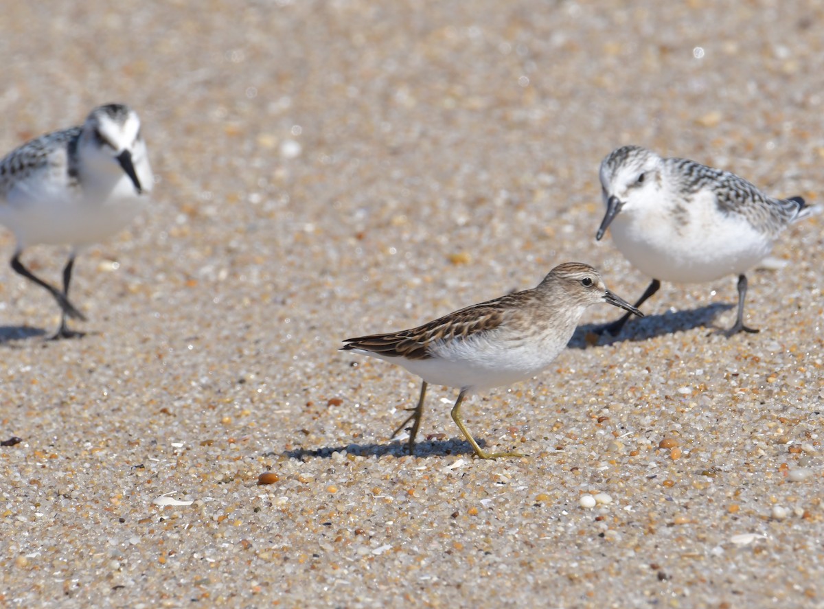 Least Sandpiper - ML368052491