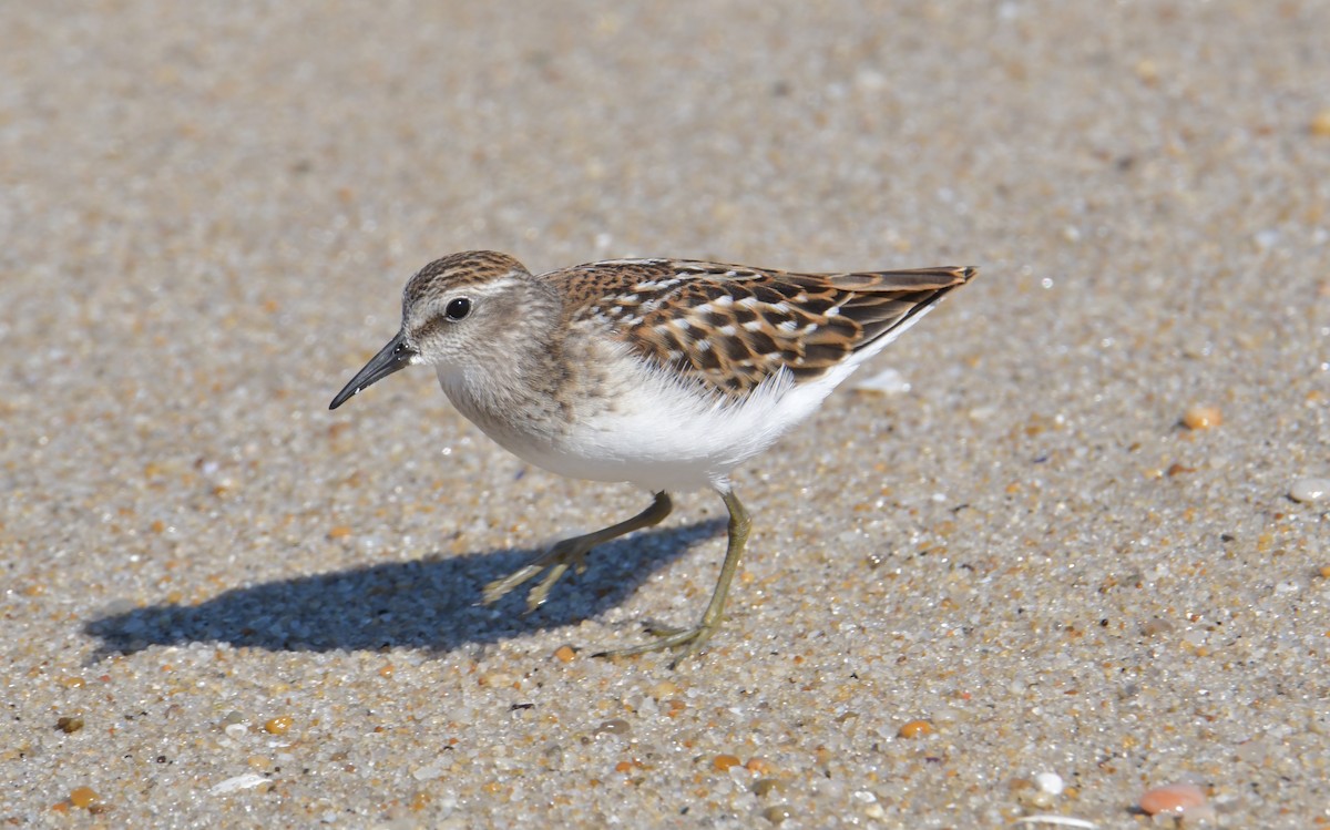 Least Sandpiper - ML368052501