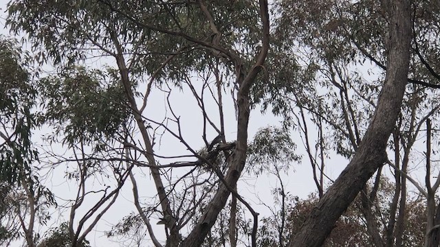 Spotted Quail-thrush - ML368054011