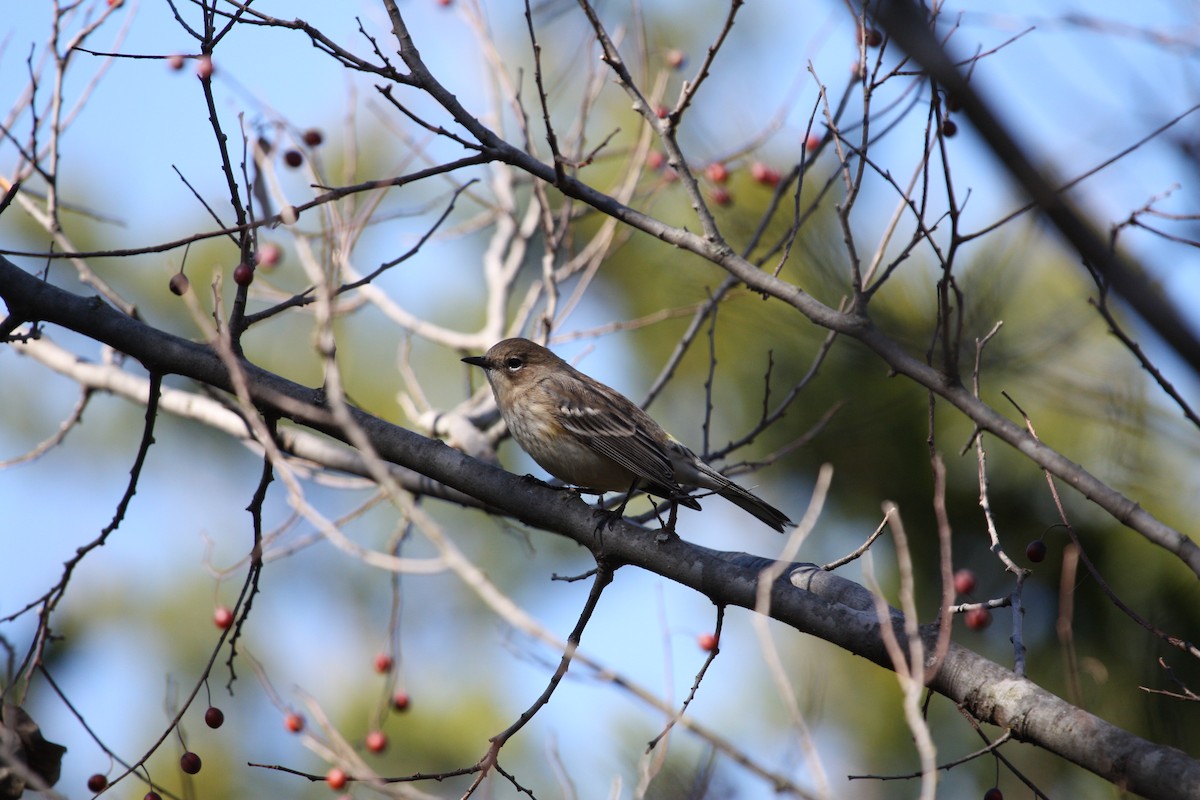 Yellow-rumped Warbler - Paul van Els