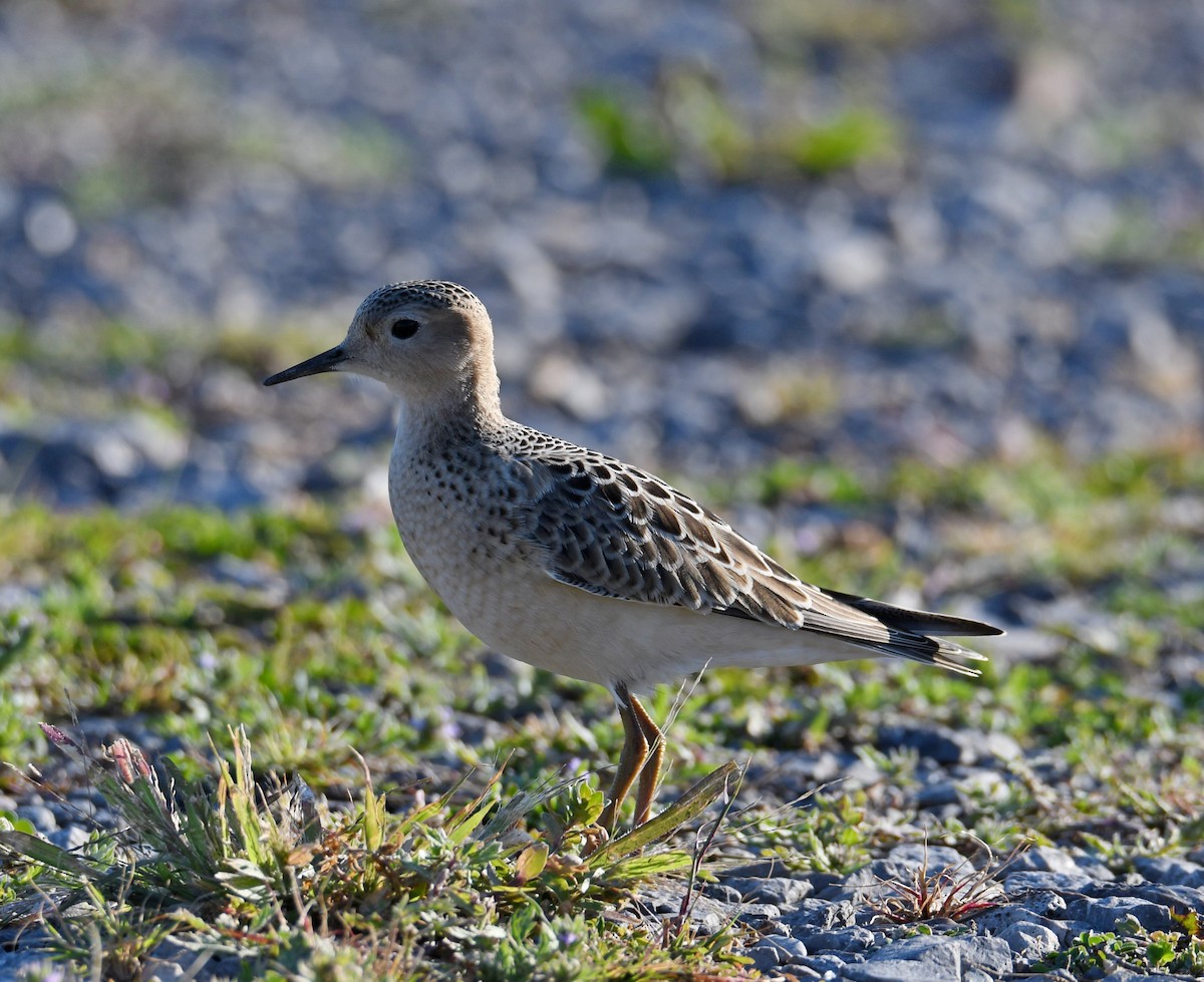 Buff-breasted Sandpiper - Andrew Gaerte