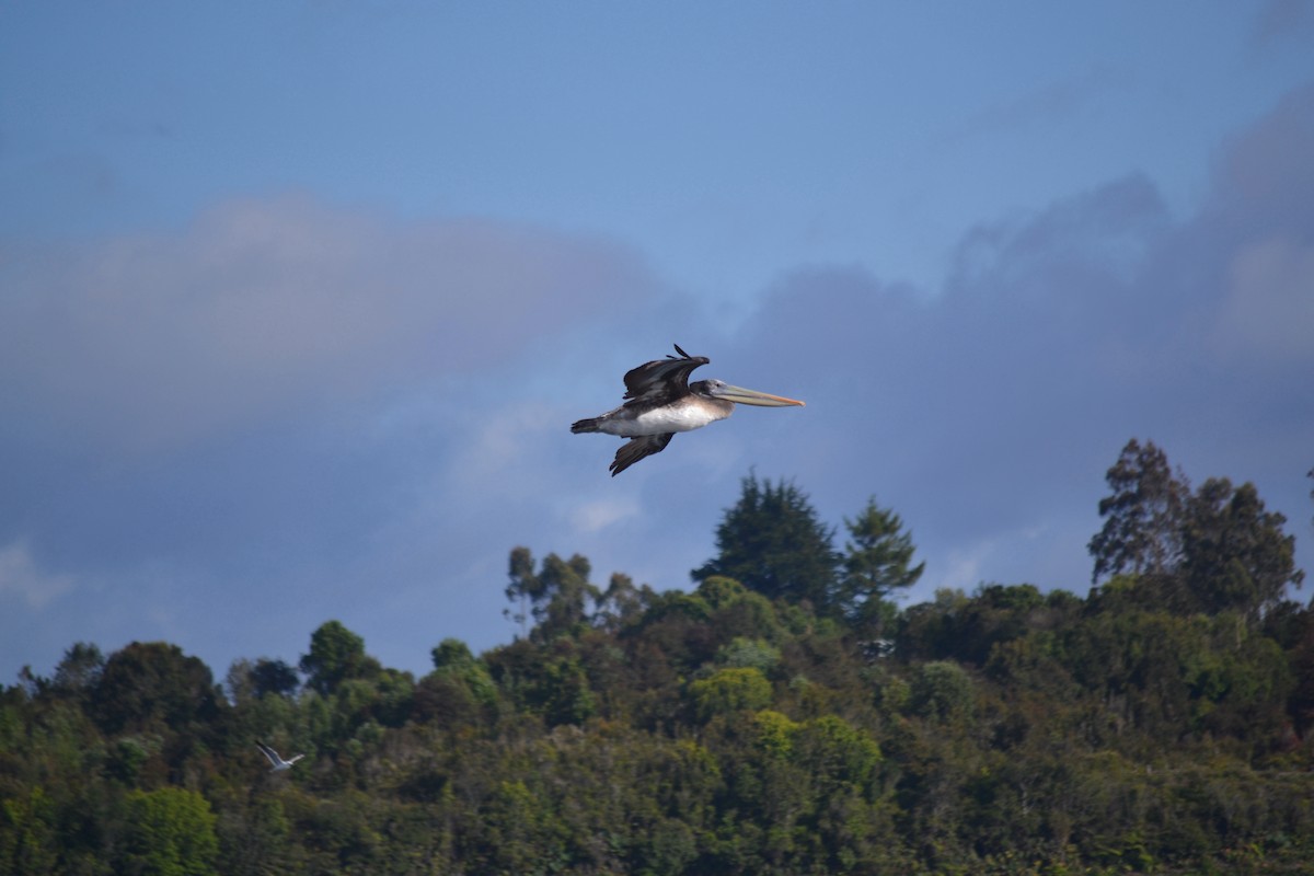 Peruvian Pelican - ML368057331