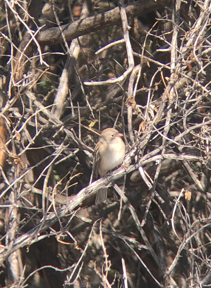 Field Sparrow - ML368058911
