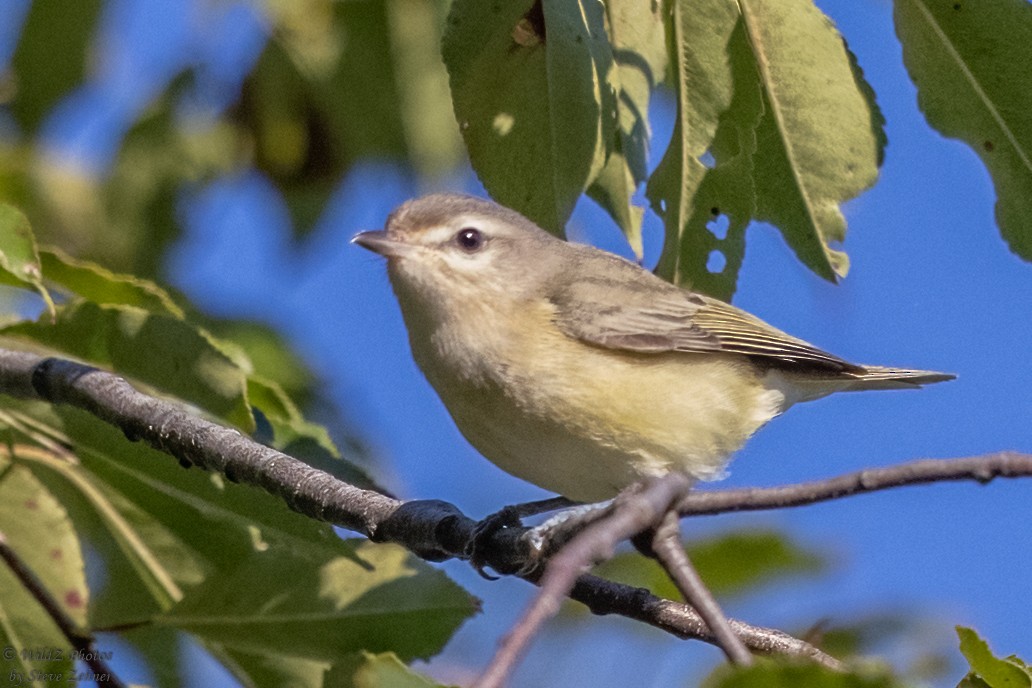 Warbling Vireo - ML368060251