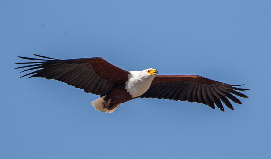 African Fish-Eagle - ML368060301