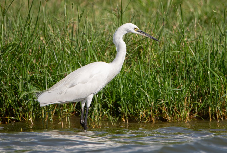 小白鷺 - ML368060371