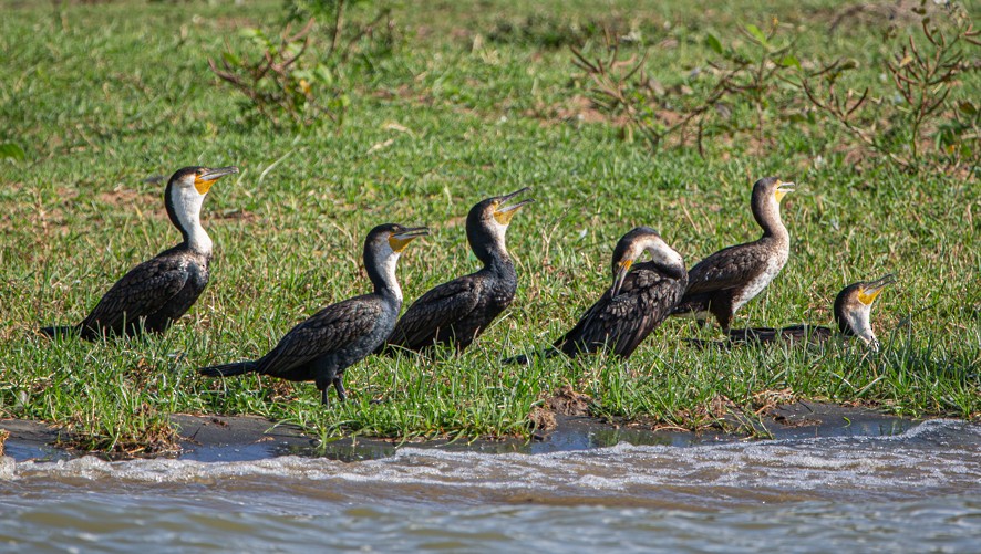 Cormorán Grande (ventriblanco) - ML368060481