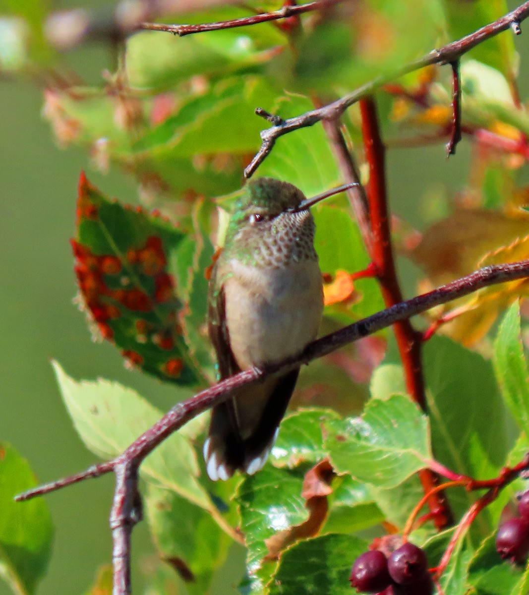 Broad-tailed Hummingbird - ML368061071