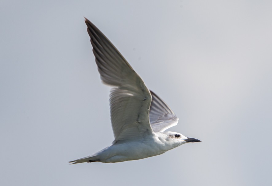 Gull-billed Tern - ML368061261