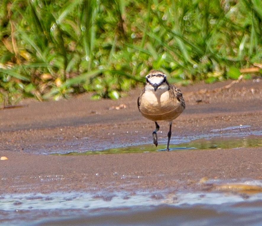 kulík africký - ML368061521