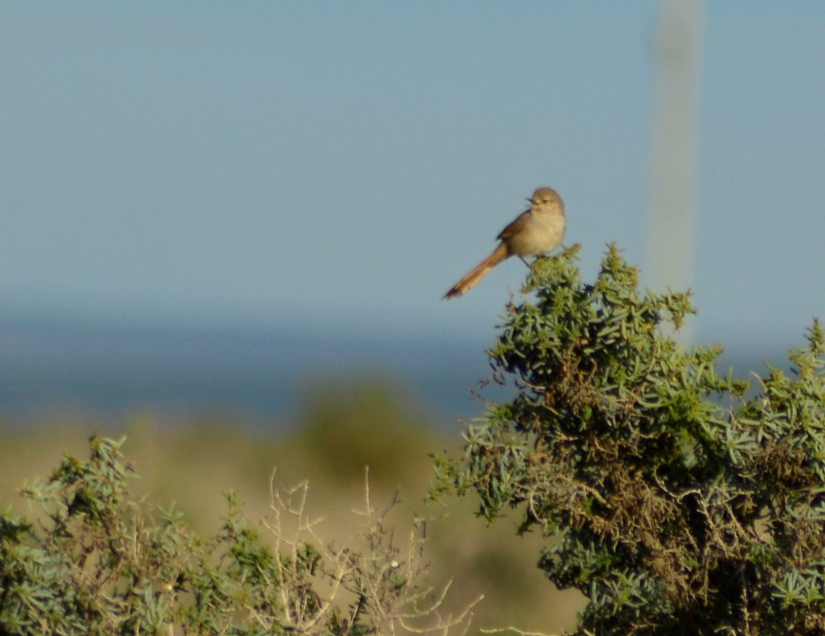 Sharp-billed Canastero - Miguel Pardo