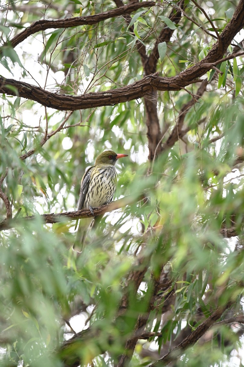 Olive-backed Oriole - ML368063281