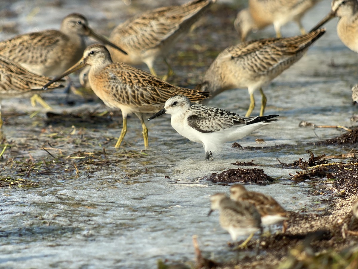 Гурвалж элсэг - ML368063791