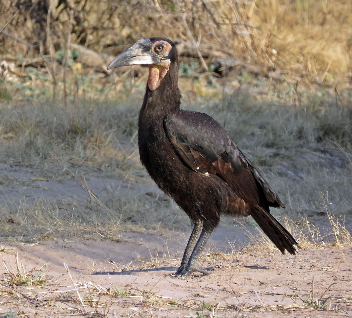 Кафрский рогатый ворон - ML368063941