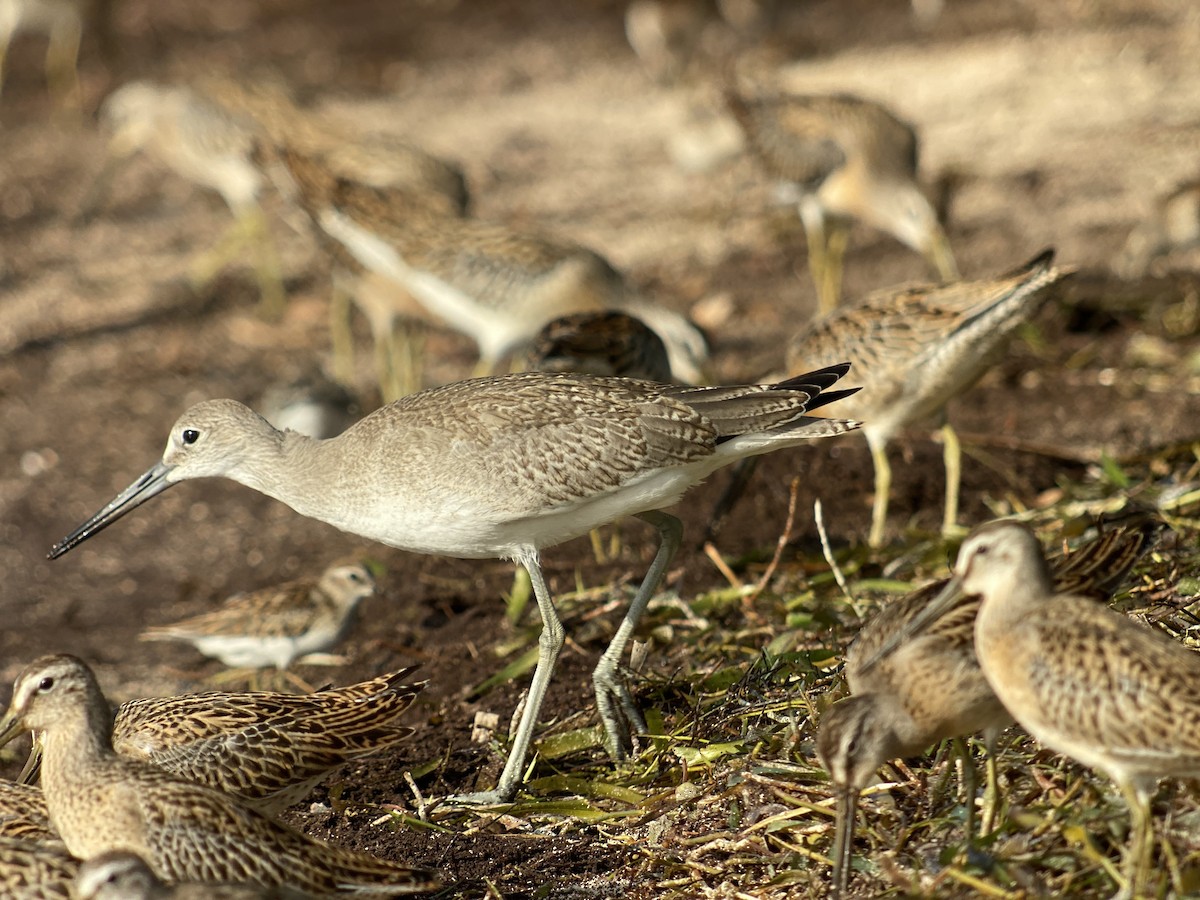 Willet - ML368064071