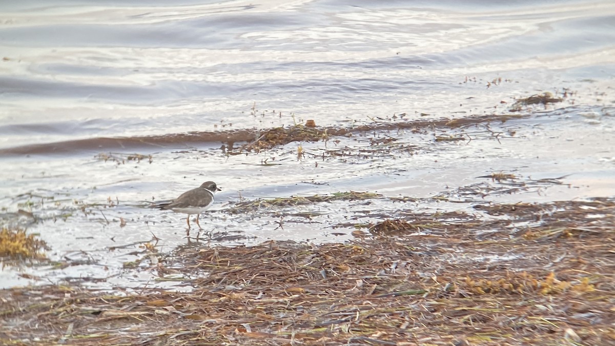 Semipalmated Plover - ML368066071