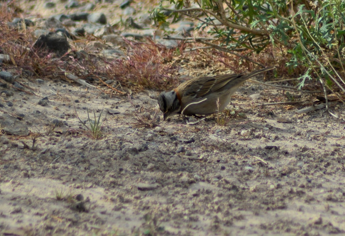 Rufous-collared Sparrow - Miguel Pardo