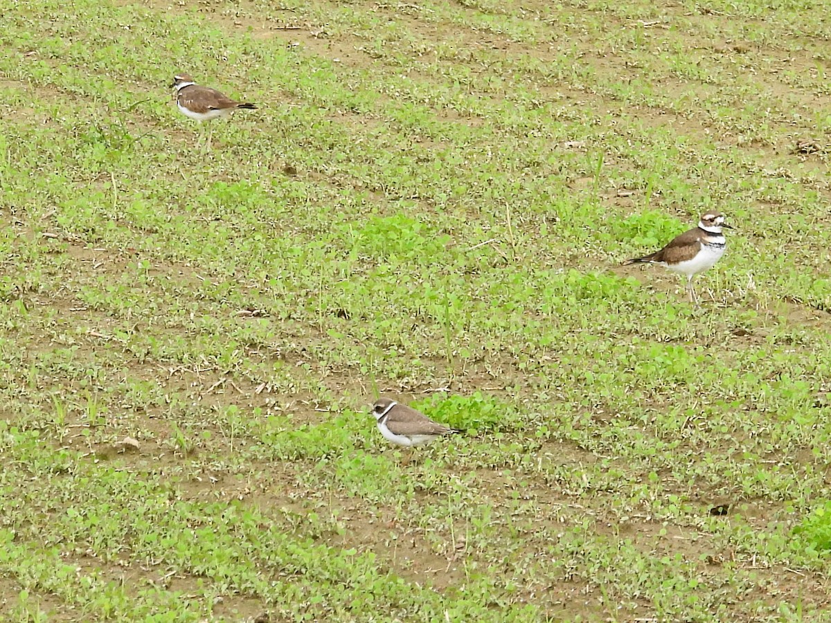 Semipalmated Plover - ML368067751