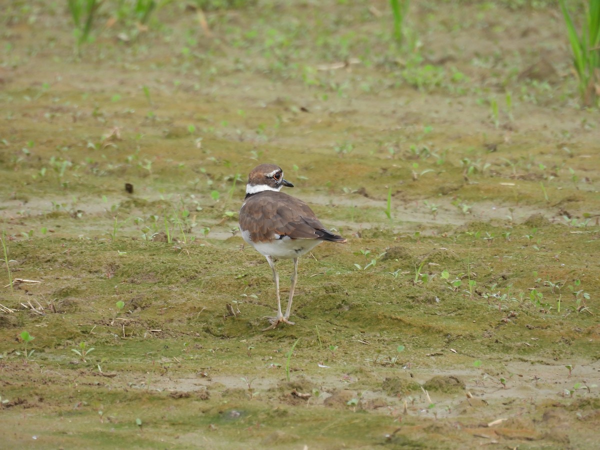 Killdeer - ML368067871