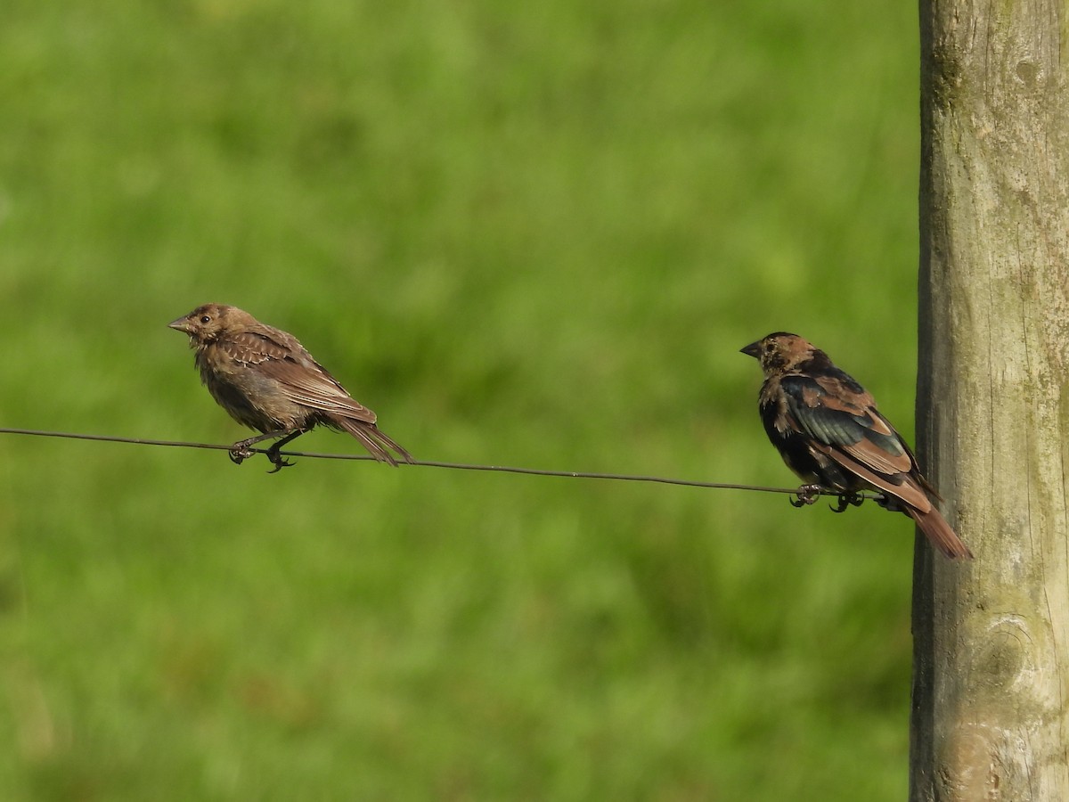 Brown-headed Cowbird - ML368067891