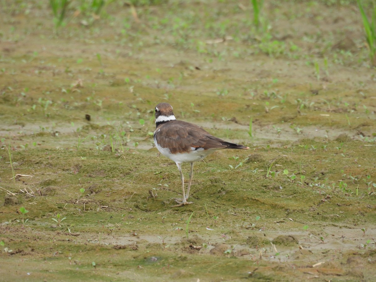 Killdeer - ML368067921