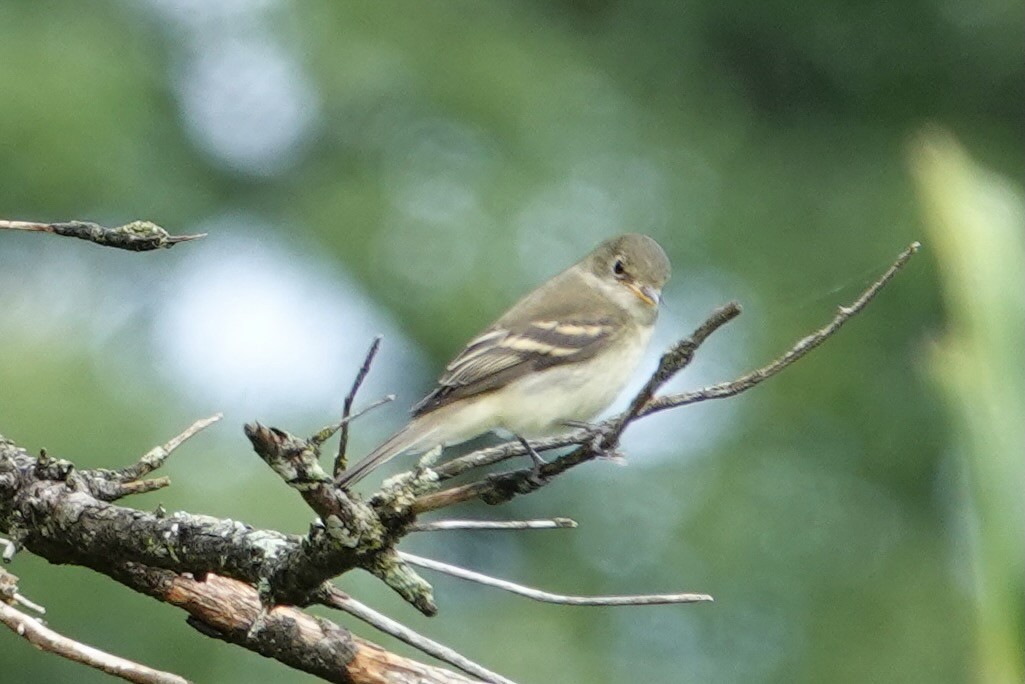 Alder Flycatcher - Carol Speck