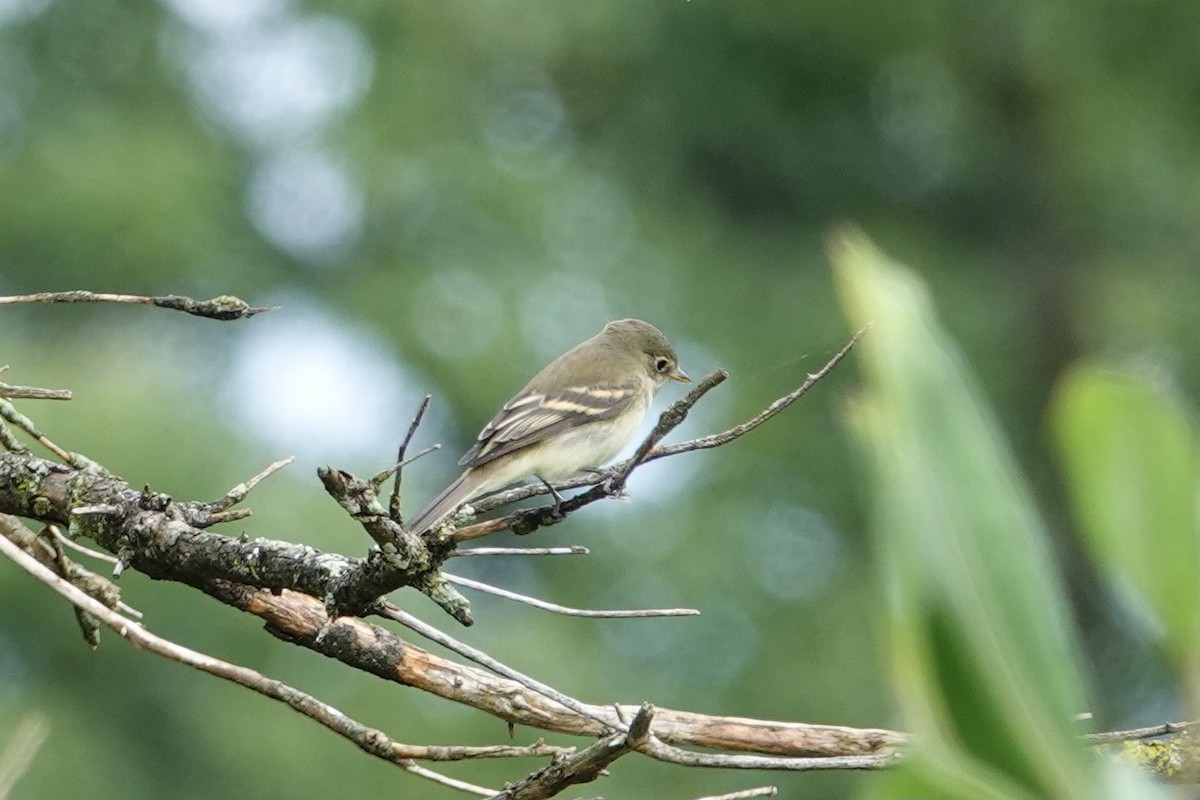 Alder Flycatcher - ML368068251