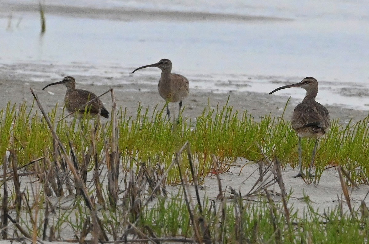 Whimbrel - ML368069541