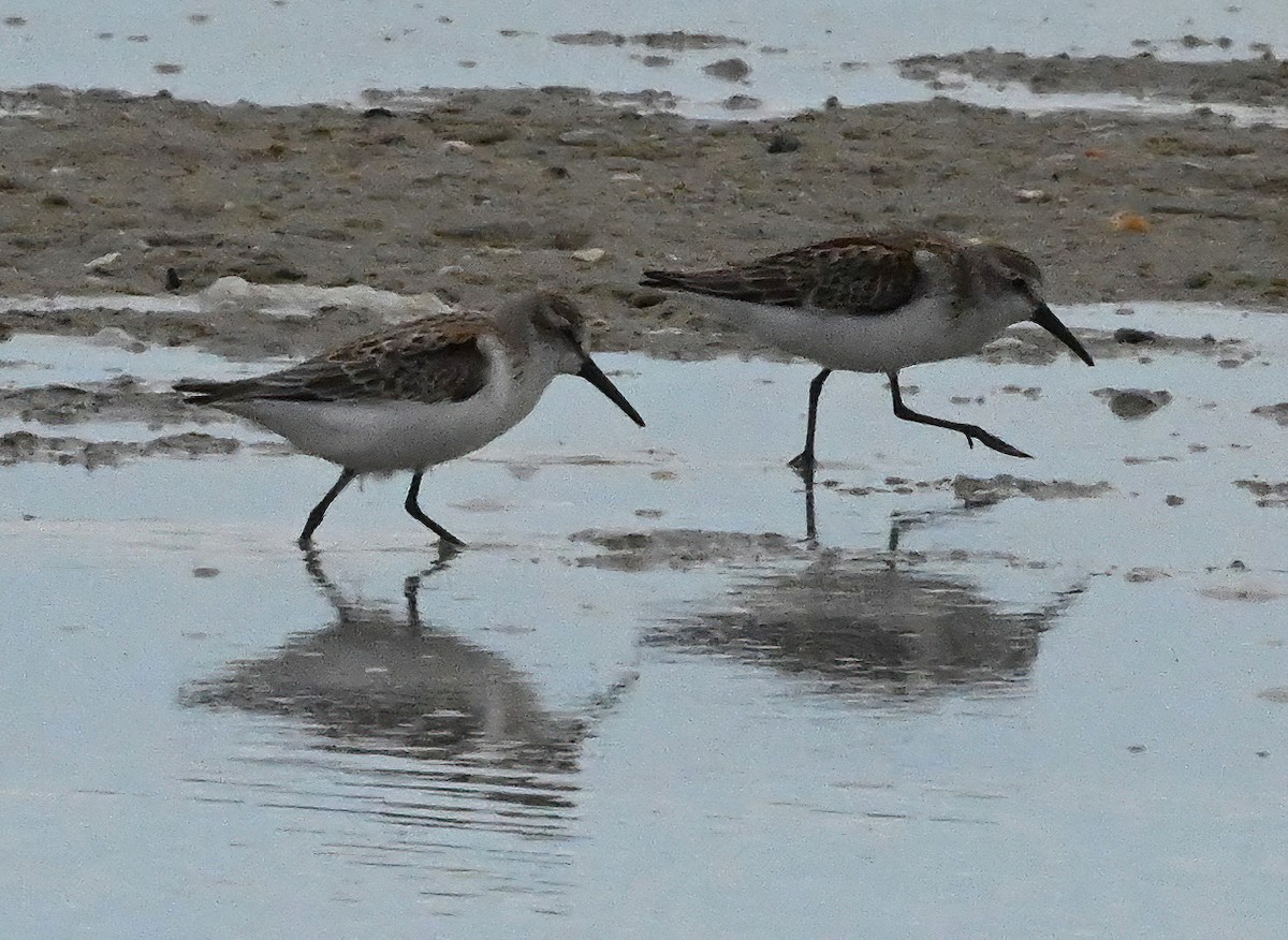 Western Sandpiper - Ann Stinely