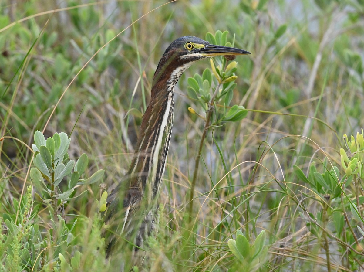 Green Heron - Ann Stinely