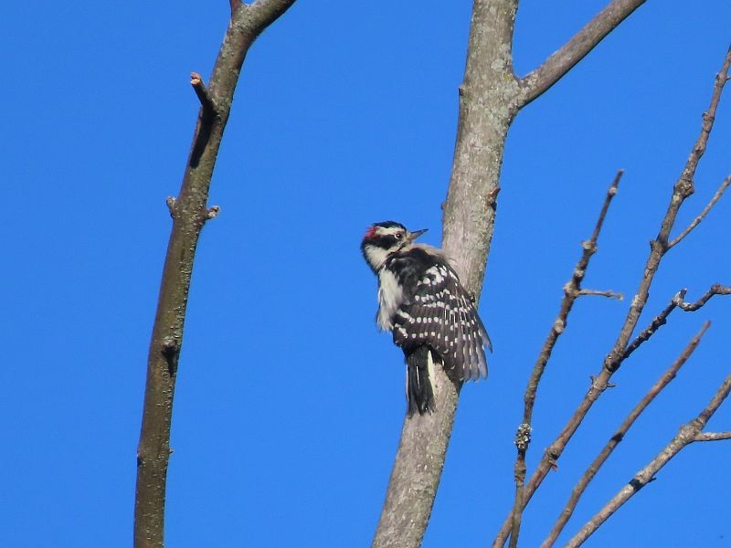 Downy Woodpecker - Tracy The Birder