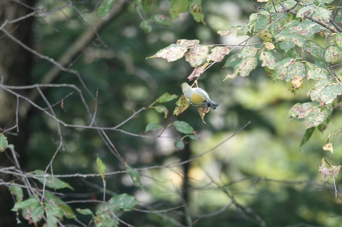 Northern Parula - ML368070061