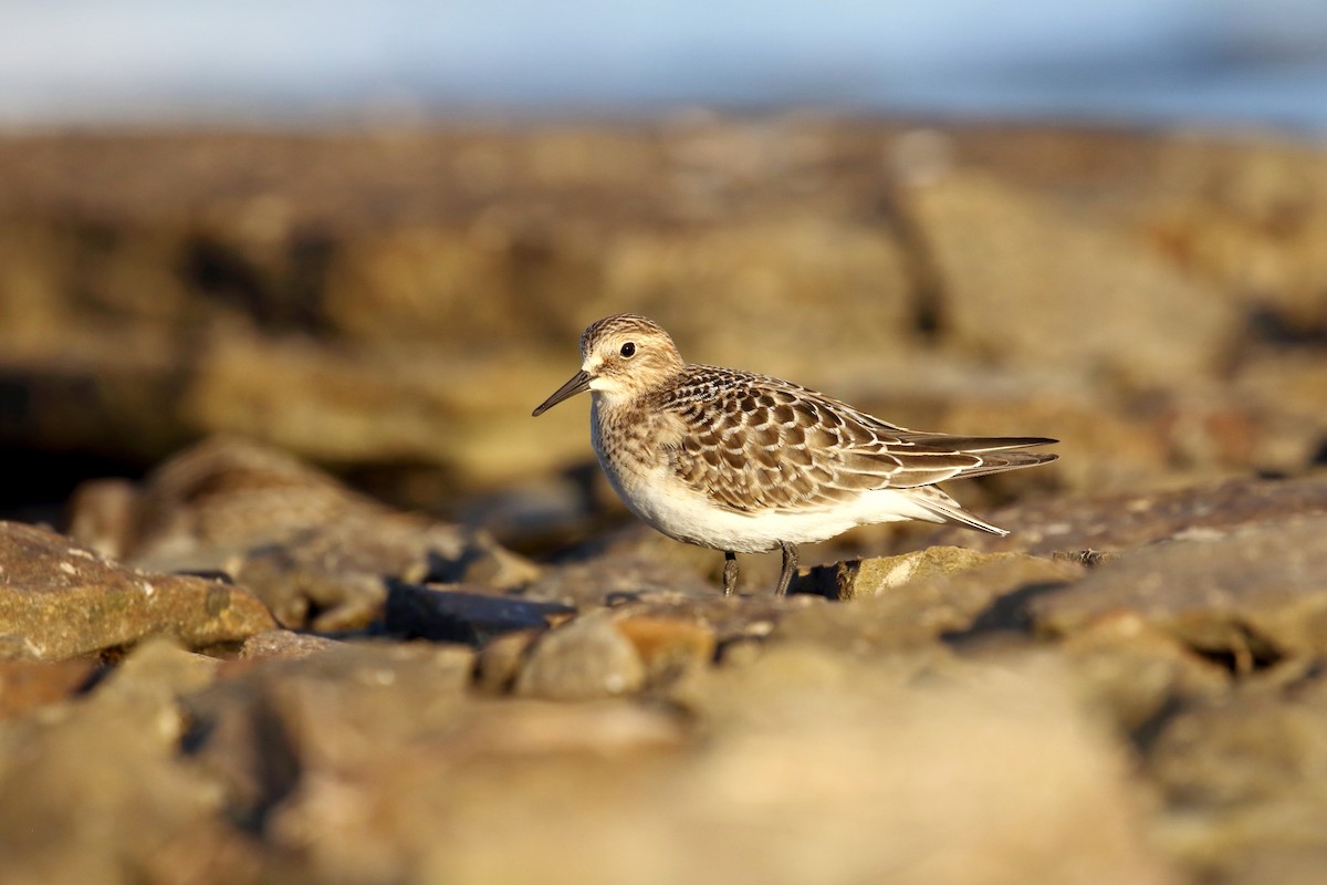 Baird's Sandpiper - ML368070711