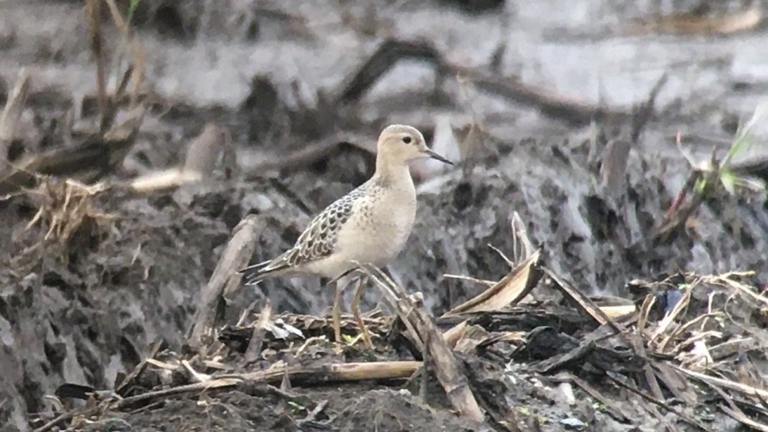 Buff-breasted Sandpiper - Ted Gilliland