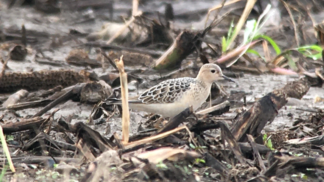 Buff-breasted Sandpiper - Ted Gilliland